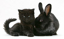 Black kitten with black Lionhead cross rabbit.
