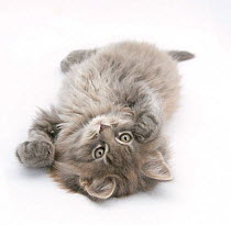 Maine Coon kitten, 8 weeks, lying on its back, looking up in a playful manner.
