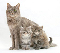 RF- Maine Coon mother cat, with two kittens, 7 weeks. (This image may be licensed either as rights managed or royalty free.)