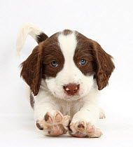 Working English Springer Spaniel puppy, 6 weeks,  in play bow.