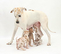 Great Dane bitch, with suckling puppies.