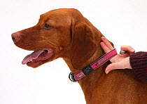Using two fingers to check that the collar is correctly fitted on Hungarian Vizsla.