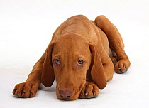Hungarian Vizsla puppy, age 13 weeks, lying with chin on floor.