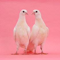 Two white doves on pink background looking at each other.