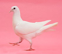 White dove walking on pink background.