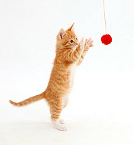 Ginger kitten, trying to reach for falling toy.
