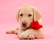 Yellow Labrador Retriever bitch pup, 10 weeks, with a red rose and crossed paws.