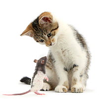 Tabby and white kitten and baby rat.