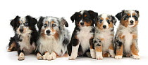 Group of Miniature American Shepherd dogs.