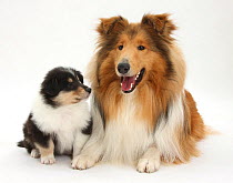Sable Rough Collie dog, and tricolour puppy, age 7 weeks.