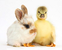 Gosling and baby bunny.