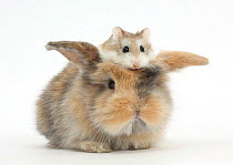 Baby rabbit with a Roborovski Hamster (Phodopus roborovskii) sitting on its head.