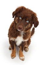 Chocolate blue eyed Mini American Shepherd puppy.