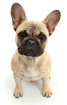 RF- French Bulldog sitting looking up. (This image may be licensed either as rights managed or royalty free.)