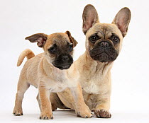 Pug x Jack Russell Terrier 'Jug' puppy, age 9 weeks, and French Bulldog