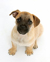 Pug x Jack Russell Terrier 'Jug' puppy, age 8 weeks.