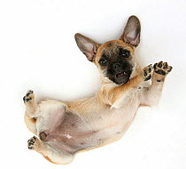 Pug x Jack Russell Terrier 'Jug' puppy, age 9 weeks, rolling on her back.
