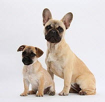 Pug x Jack Russell Terrier 'Jug' puppy, age 9 weeks, and French Bulldog.