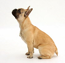 French Bulldog sitting and looking up for treat.
