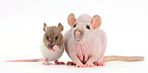 Sphynx Rat with baby Rex rat grooming.
