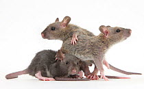Three baby Rex rats.