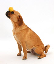 Beagle x Pug 'Puggle' bitch, age 1 year, balancing a ball on nose.
