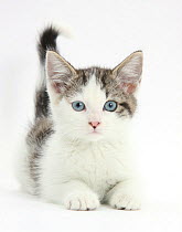 Blue eyed tabby and white Siberian cross kitten, age 13 weeks.