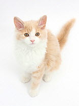 Ginger and white Siberian kitten, age 16 weeks.
