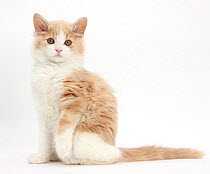 Ginger and white Siberian kitten, age 16 weeks, sitting with one paw raised.