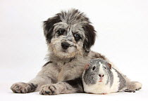 Blue merle Collie and Poodle 'Cadoodle' puppy and silver and white guinea pig.
