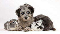 Blue merle Collie and Poodle 'Cadoodle' puppy with silver and white guinea pig, black and white baby rabbit and blue Lop rabbit.