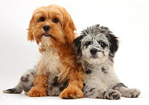 Blue merle Collie and Poodle 'Cadoodle' and Cavalier King Charles Spaniel x Poodle 'Cavapoo' puppies.