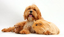 Cavalier King Charles Spaniel x Poodle 'Cavapoo' age 5 months, with ginger guinea pig.