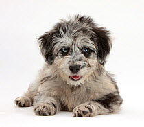 Blue merle Collie and Poodle 'Cadoodle' puppy.