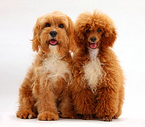 Cavalier King Charles Spaniel x Poodle 'Cavapoo' and red toy Poodle.