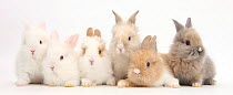 Six cute baby Lionhead bunnies in a row.
