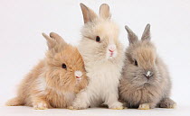 Three cute baby Lionhead bunnies in a row.