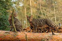 Bengal cats standing on a fallen tree.
