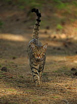 Bengal cat standing walking over pine needles.