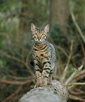 Bengal cat standing on a fallen tree.