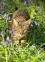 Bengal cat prowling through bluebells.