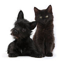 Black Terrier cross puppy, with a black Maine Coon kitten.