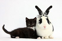 Black and white tuxedo kitten with black and white rabbit.