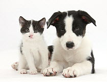 Black and white Border collie pup and with black and white kitten. NON DISPONIBLE POUR UNE UTILISATION DANS UN LIVRE JUSQU'EN 2025. MERCI DE NOUS CONTACTER POUR TOUT AUTRE UTILISATION AFIN DE POUVOIR...