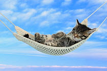 Cute tabby kitten age 7 weeks, sleeping in a hammock with a blue sky background.