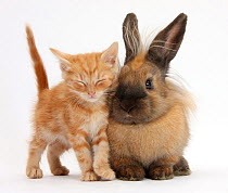 Sleepy ginger kitten and lionhead cross rabbit.