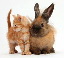 Ginger kitten and lionhead cross rabbit.