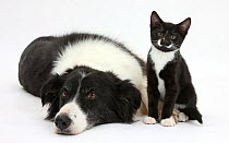 Black and white Border collie bitch with black and white tuxedo kitten age 10 weeks.