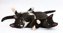 Black and Black and white tuxedo male kittens, age 12 weeks, lying together with paws interlocked.