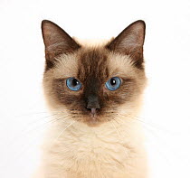 Birman cross cat with blue eyes,  face portrait.